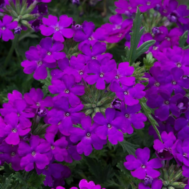 3 Trailing Perennial Purple Verbena Plants, 5-10 Inches Tall Verbena Bushes Shrubs, Well Rooted