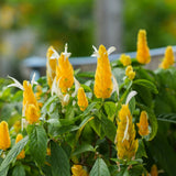Live Yellow Shrimp Plants, 2 Plants, Shrimp Plants Live for Garden, 4 to 6 Inches