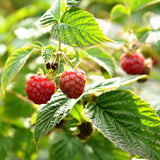 Pack 2 Caroline Red Raspberry Plants Live, Size 5-9 Inch Tall, Raspberry Trees Live Plants, Sweet Raspberry Bush Shrub