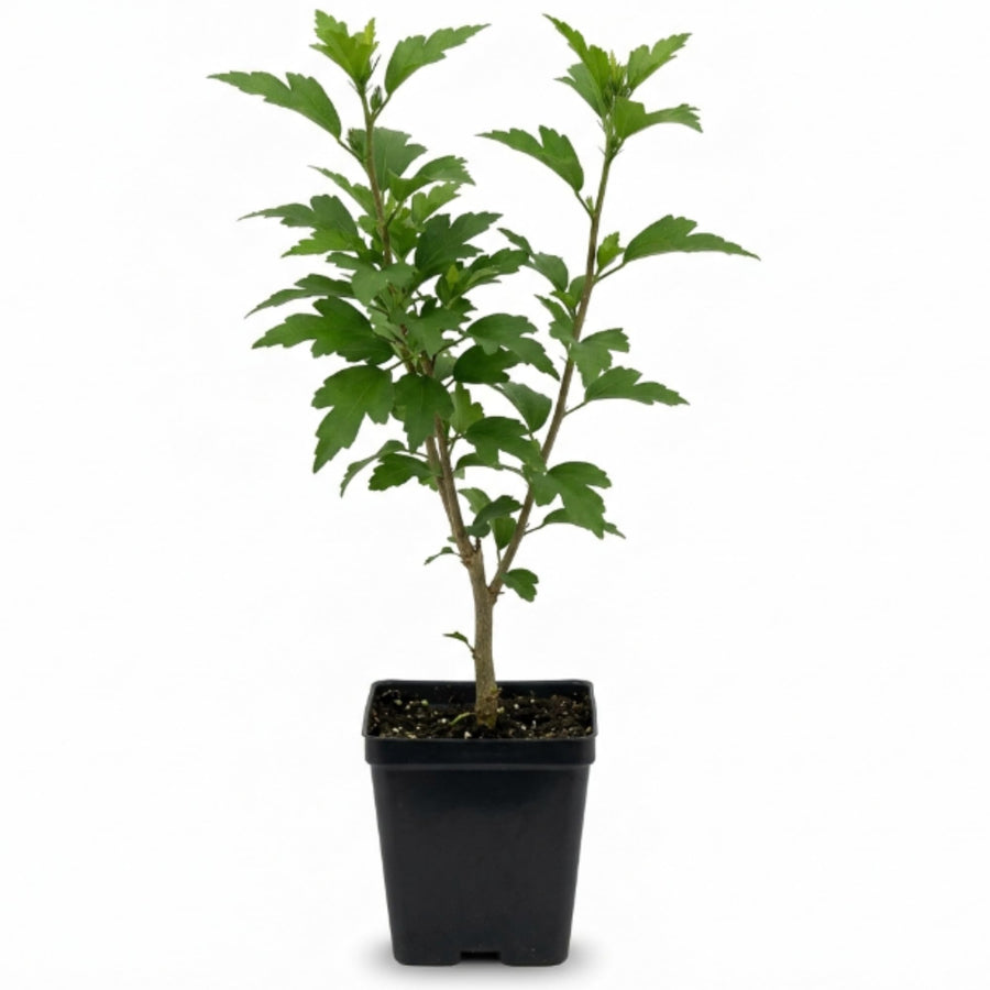 White Althea Plant, Quart Pot, 6-12 Inch Plants Rose of Sharon Flowering Shrub, Hardy Hibiscus Flower Plant for Outdoor Landscapes