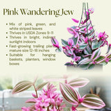 Pink Wandering Jew Live Plant, Tradescantia Nanouk Live Houseplant, Rare Nanouk Pink Wandering Jew Live Plants Indoor (2 Inch Pot)