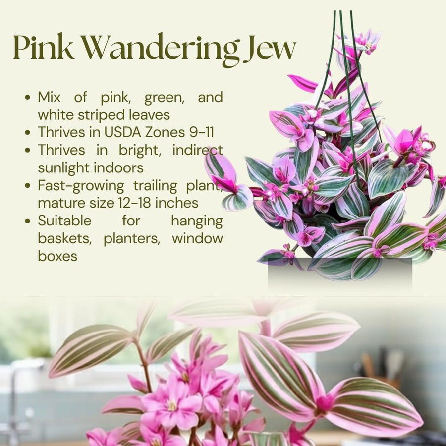 Pink Wandering Jew Live Plant, Tradescantia Nanouk Live Houseplant, Rare Nanouk Pink Wandering Jew Live Plants Indoor (2 Inch Pot)
