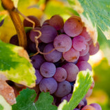 Purple Seedless Grape Vines Trees Live Plants, Well-Rooted 1 to 2 Years Old, Grapes Plant Live for Outdoor Planting, Zones 3-9
