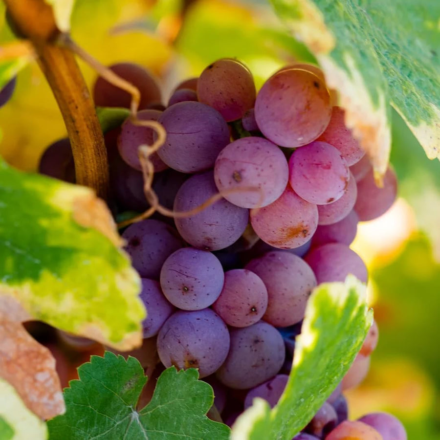 Purple Seedless Grape Vines Trees Live Plants, Well-Rooted 1 to 2 Years Old, Grapes Plant Live for Outdoor Planting, Zones 3-9