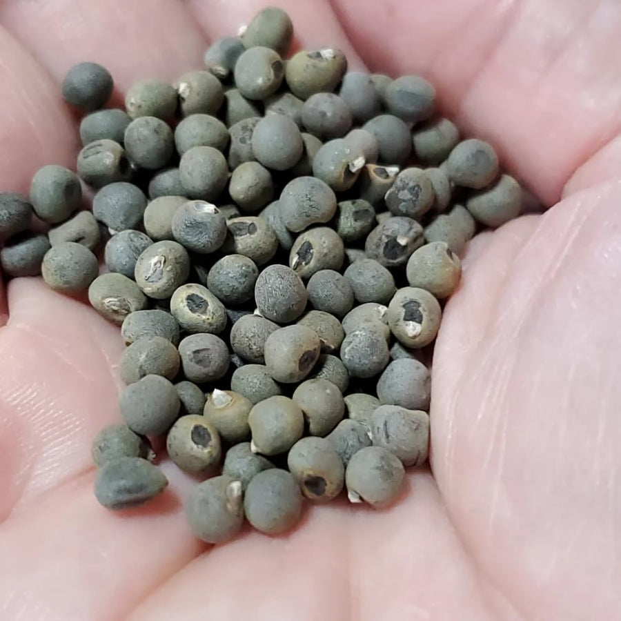 60 Okra Seeds for Planting Garden, Okra Vegetable Seeds for Yard and Backyard