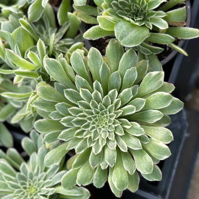 Ice Aeonium Plant Live Succulent in 4" Pot, Rosette Succulent Live Plant for Indoor Outdoor Growing