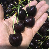 Set 4 Black Cherry Trees Live Plants 1-2 Feet Tall, Large Dark Black Cherry Plant Live, Sweet Cherry Fruit Tree, Bareroots, No Leaves, Dormant