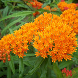 2 Butterfly Milkweed Plants Live, Asclepias Tuberosa Plant, Orange Milkweed Flower Plant for Planting Indoor Outdoor Garden