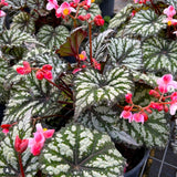 Combo 4 Begonias Houseplant Live Indoor, Summer Begonia Maculata Live Plant, Begonias Live Plants Outdoor, 4 to 8 Inc Tall