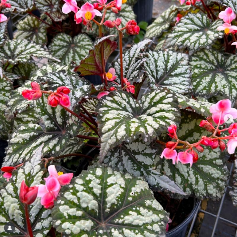 Combo 3 Summer Begonia Angel Wing Plants Live, Begonia Maculata Live Plant, Begonias Live Plants Outdoor, 4 to 8 Inc Tall