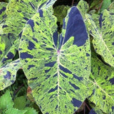 Variegated Green Black Colocasia Plants, 3-6" Elephant Ear Esculenta Taro Alocasia Live Plant for Outdoor Planting, Alocasia Plants Bare Root, No Pot, Live Colocasia Houseplant