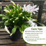 2 Christmas Cactus Plants Live, Holiday Blooming Indoor Plants Live Houseplants, Hanging Baskets Easy Care, Well-Rooted 5-8" Tall, No Pot, Bareroots, Single Stems (Purple Christmas Cactus)