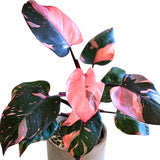 Philodendron Live Plant, Rare Houseplant, 5-8" Tall Tropical Foliage Indoor Plant for Decoration Home Garden (Pink Philodendron)