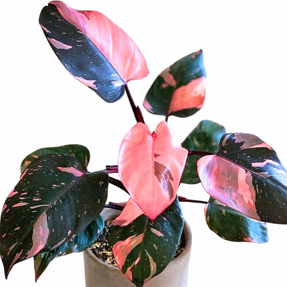 Philodendron Live Plant, Rare Houseplant, 5-8" Tall Tropical Foliage Indoor Plant for Decoration Home Garden (Pink Philodendron)