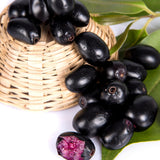 Live Black Java Plum Tree Plant, 4 to 6 Inches Tall in 4 Inch Pot, Tropical Fruit Tree Ready to Grow