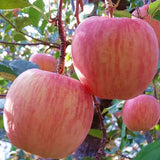 Pink Apple Tree Live Plant, 2-3 Feet, Sweet Fruit Apple Plant Live for Home Garden