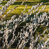 Pussy Willow Plant in 2.5-Inch Pot, 6-12 Inch Tall Willow Tree Plants for Gardening