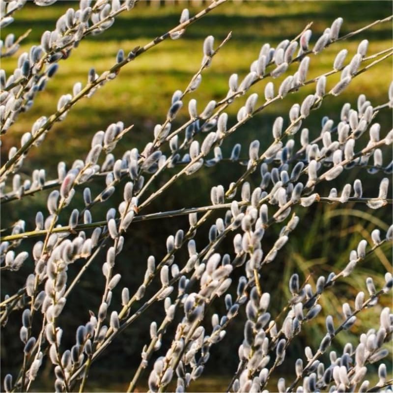 Pussy Willow Plant in 2.5-Inch Pot, 6-12 Inch Tall Willow Tree Plants for Gardening