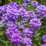 3 Trailing Perennial Purple Verbena Plants, 5-10 Inches Tall Verbena Bushes Shrubs, Well Rooted
