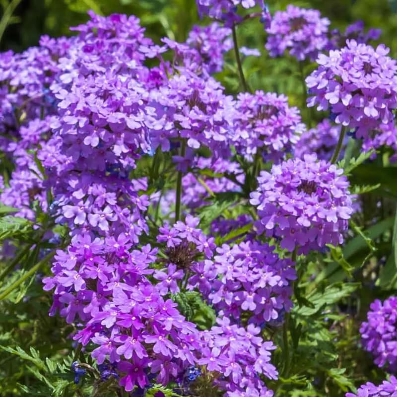 3 Trailing Perennial Purple Verbena Plants, 5-10 Inches Tall Verbena Bushes Shrubs, Well Rooted