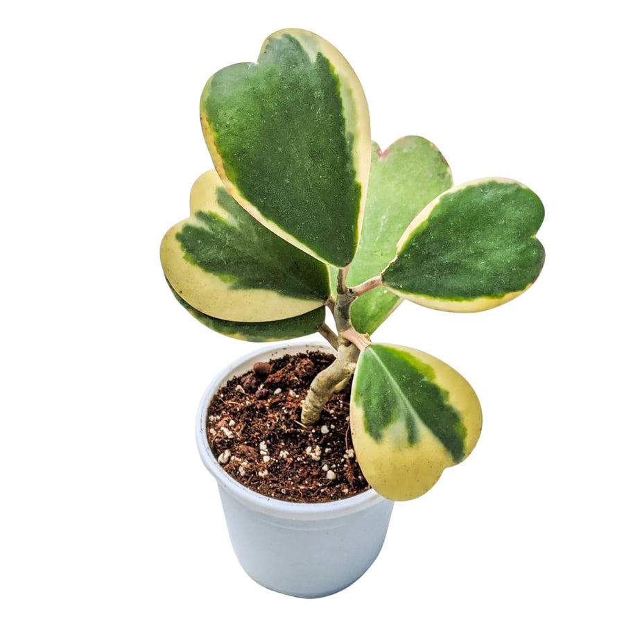 Variegated Hoya Kerrii Live Plant, 4 Inch Pot, Hoya Heart Plants Live Houseplants Indoor Outdoor, Multiple Leaves
