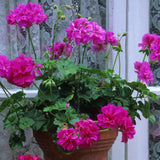 4 Pink Geranium Plants Live, 5 to 8 Inches Tall, Geranium Flower Plants Indoor Outdoor, Geranium Plant No Pot, Live Geranium Plant for Garden Outdoor and Indoors