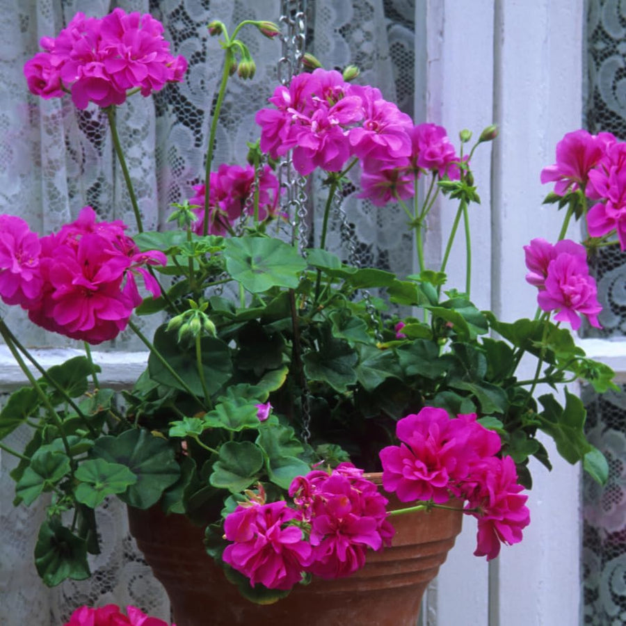 4 Pink Geranium Plants Live, 5 to 8 Inches Tall, Geranium Flower Plants Indoor Outdoor, Geranium Plant No Pot, Live Geranium Plant for Garden Outdoor and Indoors