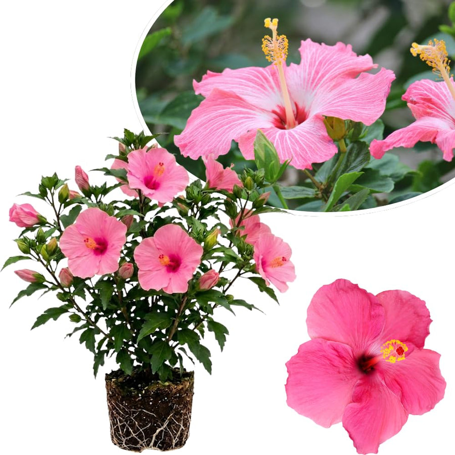 Pink Hibiscus Plant Live, Well-Rooted Hibiscus Flowers, 5-7 Inches Tall, Tropical Flowering for Indoor Outdoor Planting