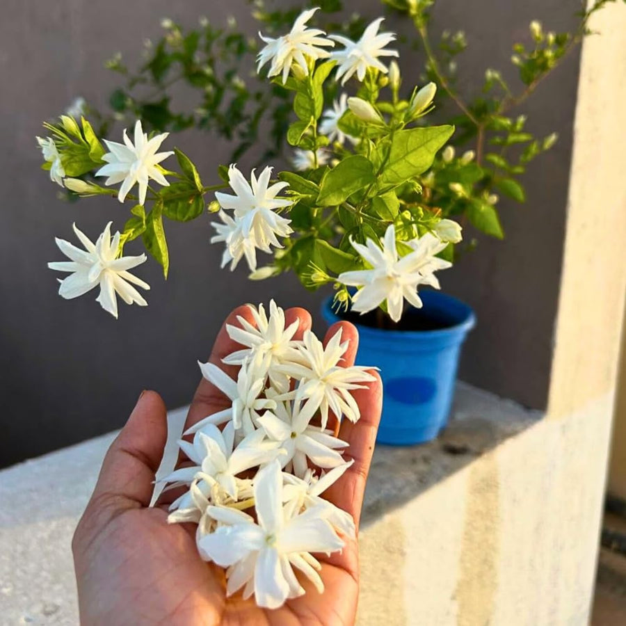 2 Jasmine Plants Live, Fragrant Jasmine Flower Vine, Perennial Jasmines for Outdoor Garden 4 to 9 Inch Tall (Belle Jasmine)