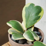 Rare Hoya Kerrii Plant Live, Variegated Hoya Heart Plant in 2'' Pot, Succulent Indoor Outdoor Houseplant