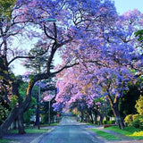 Blue Jacaranda Tree Live Plant, Flowering Jacaranda Mimosifolia 8–10 Inches Tall, Ornamental Outdoor Tree with Blue Purple Blooms
