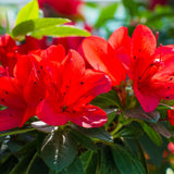 Live Azalea Plant, Rhododendron Flowering Shrub, Hardy Ornamental Plant, 10 Inches Tall, for Indoor or Outdoor Planting (Red Azalea)