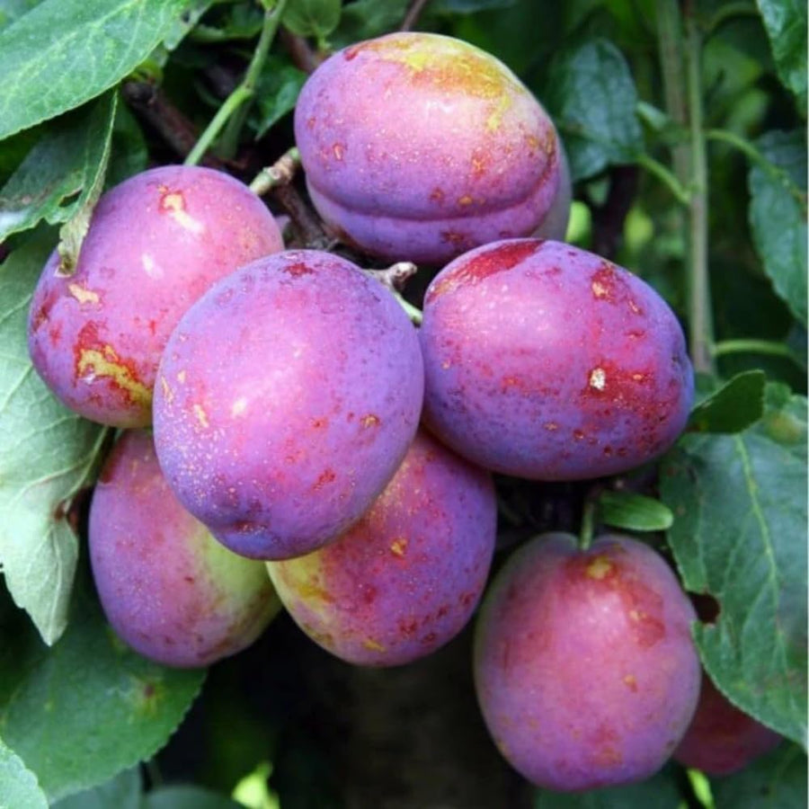 Wild Plum Tree Live Plant 12 to 24 Inch Tall, Bareroot, Dormant Plum Plant Live for Planting, Dark Red Plum Tree Plant Ready to Grow