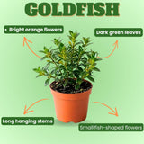 Goldfish Plants Live in 4" Pot from 4-7" Tall, Goldfish Plants Live Houseplants, Orange Flowering Trailing Plant for Indoor Outdoor Houseplant