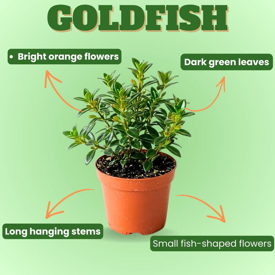 Goldfish Plants Live in 4" Pot from 4-7" Tall, Goldfish Plants Live Houseplants, Orange Flowering Trailing Plant for Indoor Outdoor Houseplant