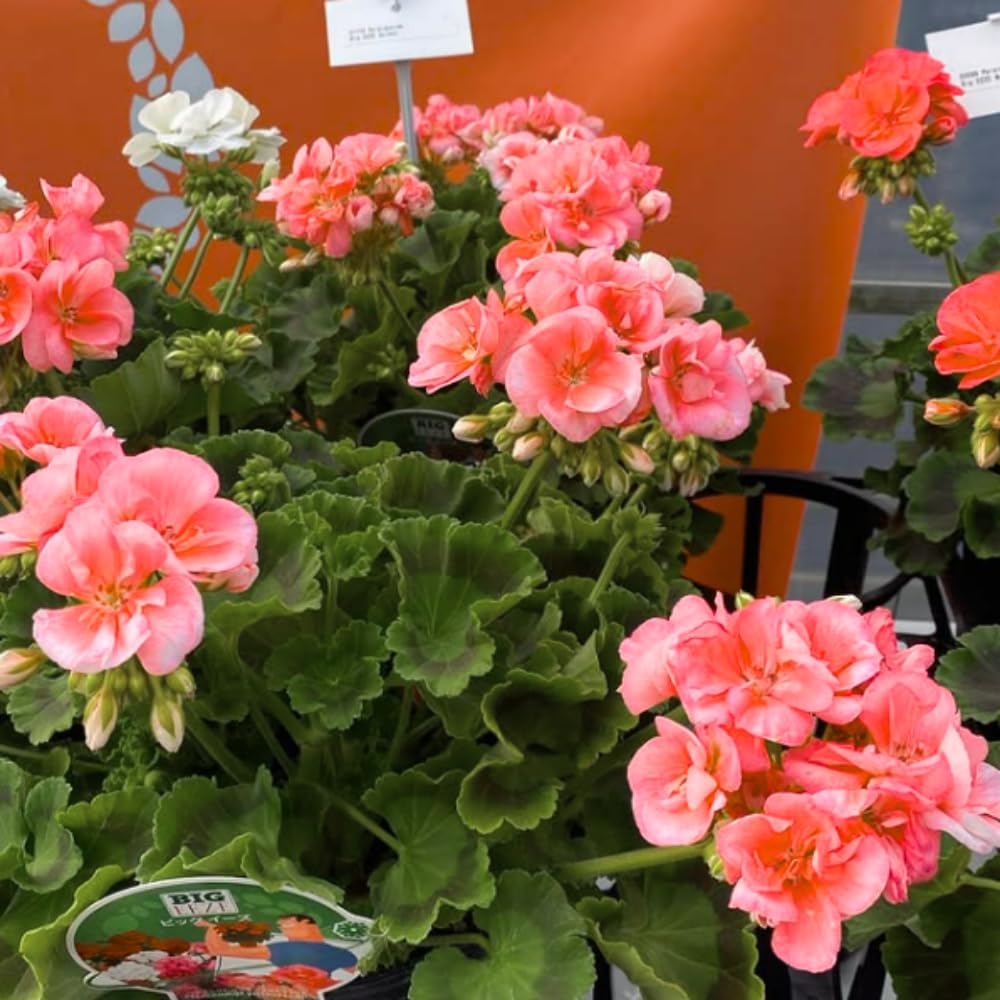 4 Salmon Geranium Plants Live, 5 to 6 Inches Tall, Geranium Flower Plants Indoor Outdoor, Geranium Plant