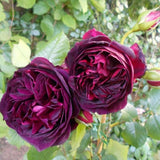 Purple Red Climbing Roses Live Plants 7 Months Old, Rose Bushes Ready to Plant 5-9" Tall, Very Fragrant, Can Grow As Climber or Bush Tree or Trellises, Walls, Fences