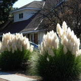 2 White Pampas Grass Plants Live from 4 Inches Long, Live Pampas Grass Ornamental Grass Live Plant Gardening, White Grass Tree Live Plant