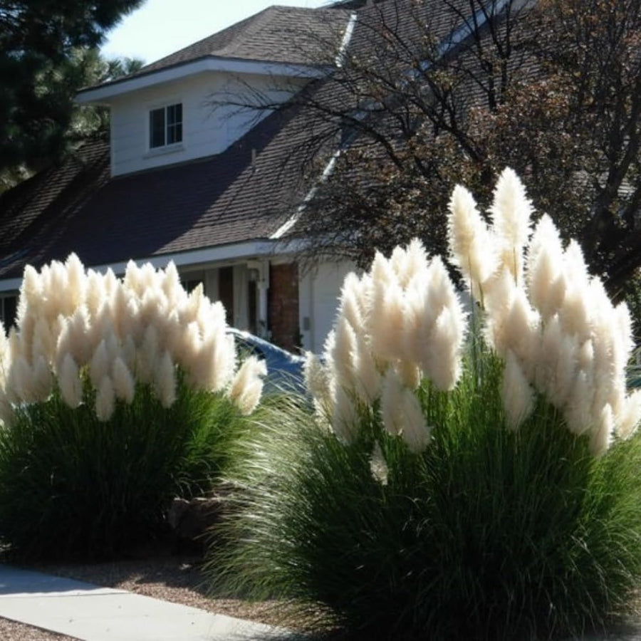 2 White Pampas Grass Plants Live from 4 Inches Long, Live Pampas Grass Ornamental Grass Live Plant Gardening, White Grass Tree Live Plant