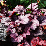 Purple Heuchera Live Plant, Coral Bells Shrubs Perennial, Well Rooted Plants 4-7 Inch Tall
