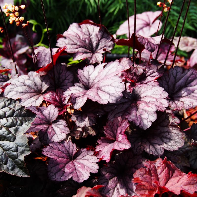 Purple Heuchera Live Plant, Coral Bells Shrubs Perennial, Well Rooted Plants 4-7 Inch Tall