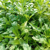 4000 Tan O Chrysanthemum Seeds,Edible Chrysanthemum Greens Seeds, Fast Growing Vegetable for Garden, Containers, and Home Growing