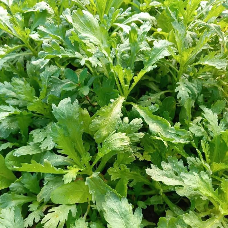 4000 Tan O Chrysanthemum Seeds,Edible Chrysanthemum Greens Seeds, Fast Growing Vegetable for Garden, Containers, and Home Growing