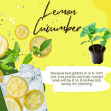 2 Cucumber Plants Live for Planting, Lemon Cucumber Live Plant in 4 Inches Pot, Well Rooted from 6 to 8 Inches Tall for Vegetable Garden, Cucumbers Starter Plant