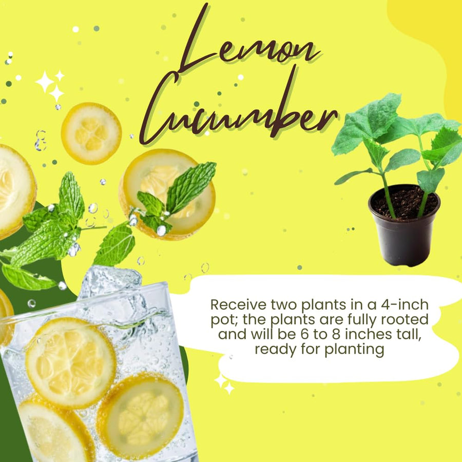 2 Cucumber Plants Live for Planting, Lemon Cucumber Live Plant in 4 Inches Pot, Well Rooted from 6 to 8 Inches Tall for Vegetable Garden, Cucumbers Starter Plant