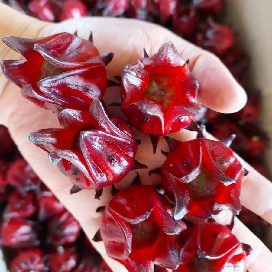 2 Sabdariffa Roselle Hibiscus Plants, Live Red Roselle Live Plants, Hibiscus Flower Plants for Outdoor Planting, 2 Plants per Pot, 4 Inc Pot