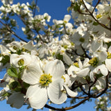 White Dogwood Tree Plant Live, Flowering Dogwood Plant 6-12 Inches Tall in Quart Pot, Hardy Ornamental Tree for Outdoor Garden