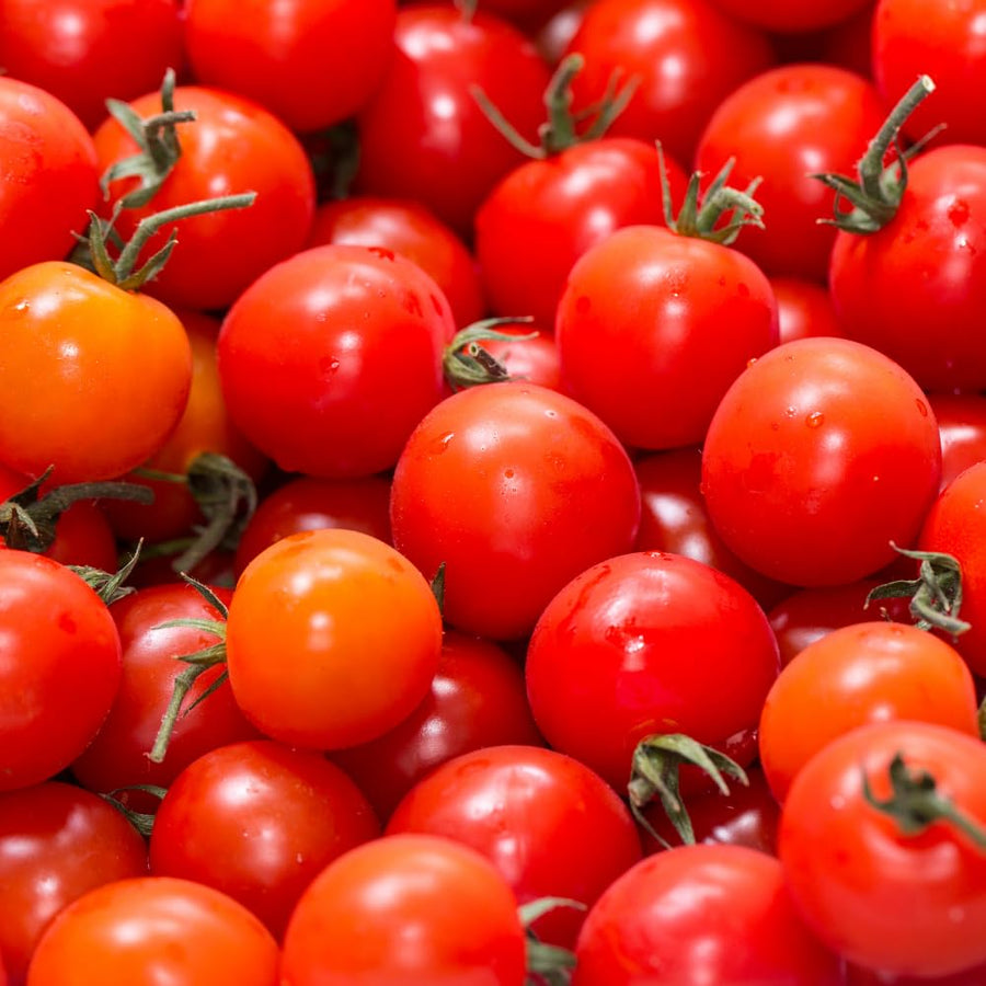 Red Cherry Tomato Live Plant, Tomato Plant Live, Sweet Tomatos Fruit, 8-10 Inches Tall in 4 Inch Pot for Indoor Outdoor Planting