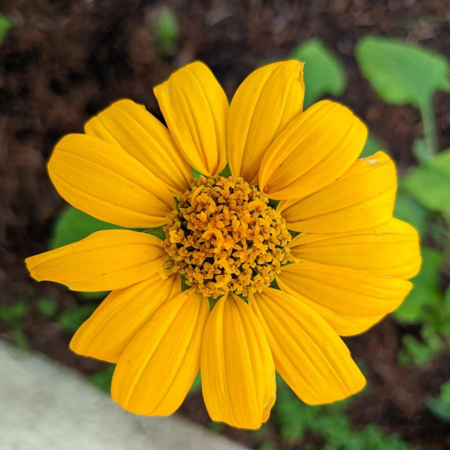 Mexican Sunflower Plant - 10-14 inches Tall in 4-inch Pot, Beautiful Orange Blooms, No CA