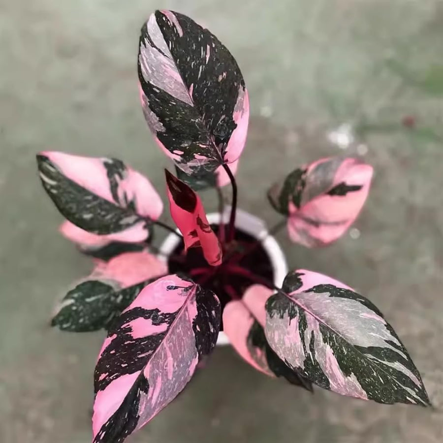 Rare Philodendron Plant Live in 4" Pot, Variegated Red White and Green Leaves, Rare Houseplant Indoor Outdoor Decor, Colorful Stems